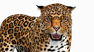 Rigged Jaguar 3D Model head close up Thumbnail