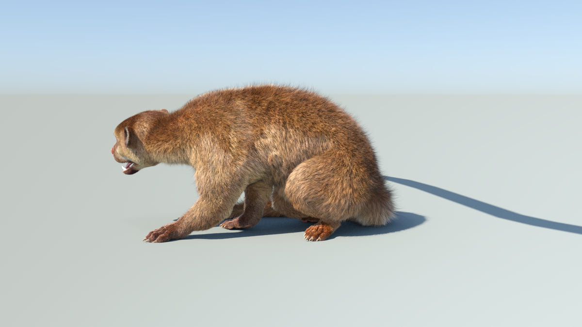 Animated Kinkajou 3D Model - Hair and Fur | Advanced - 360 Degree View