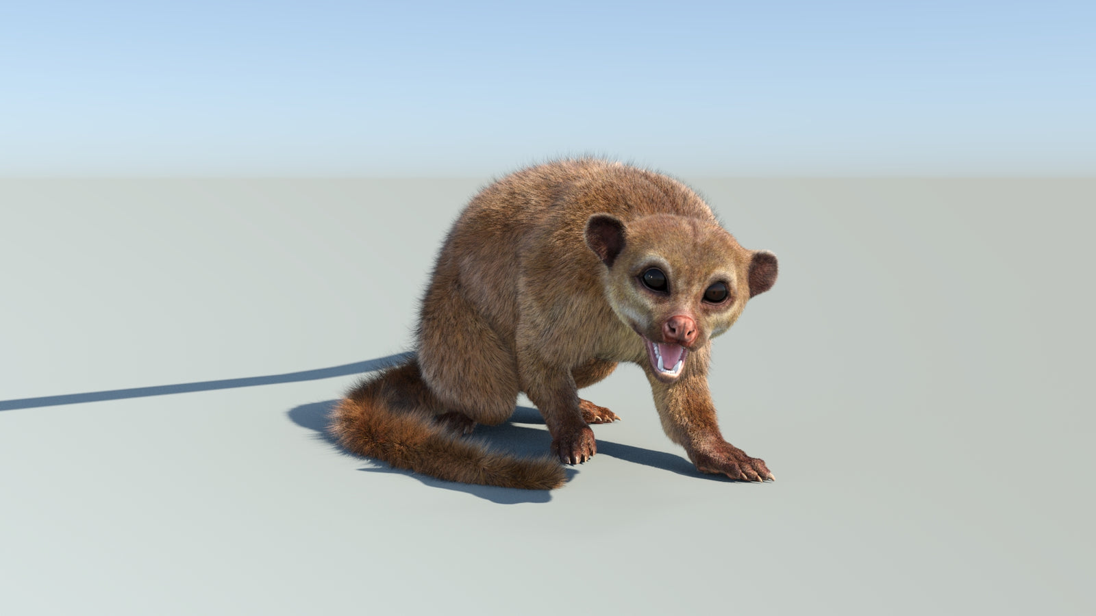 Realistic Kinkajou 3D Model Animated Fur 360° view 2 frame 12