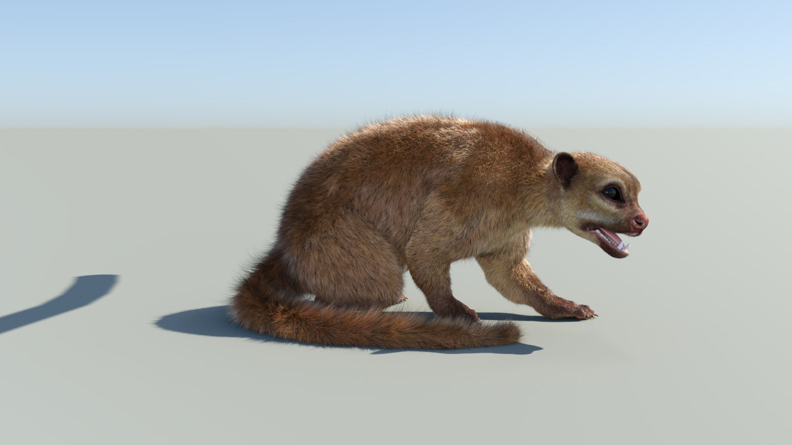 Realistic Kinkajou 3D Model Animated Fur 360° view 2 frame 16