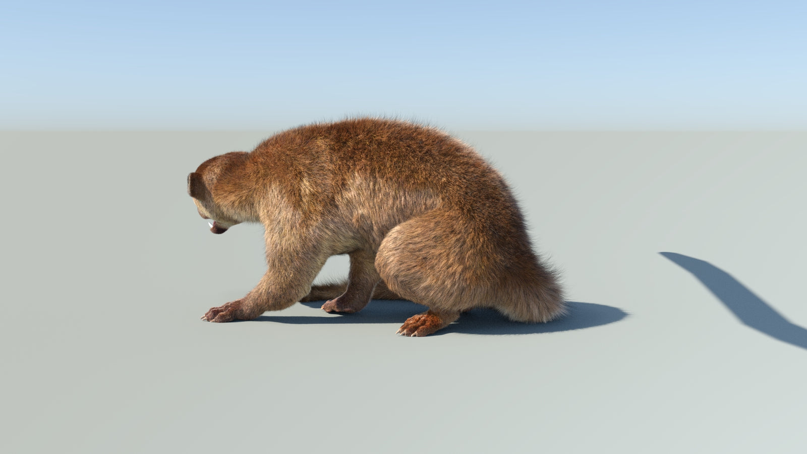 Realistic Kinkajou 3D Model Animated Fur 360° view 2 frame 34