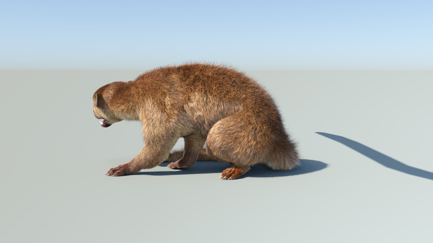 Realistic Kinkajou 3D Model Animated Fur - 360 Degree View