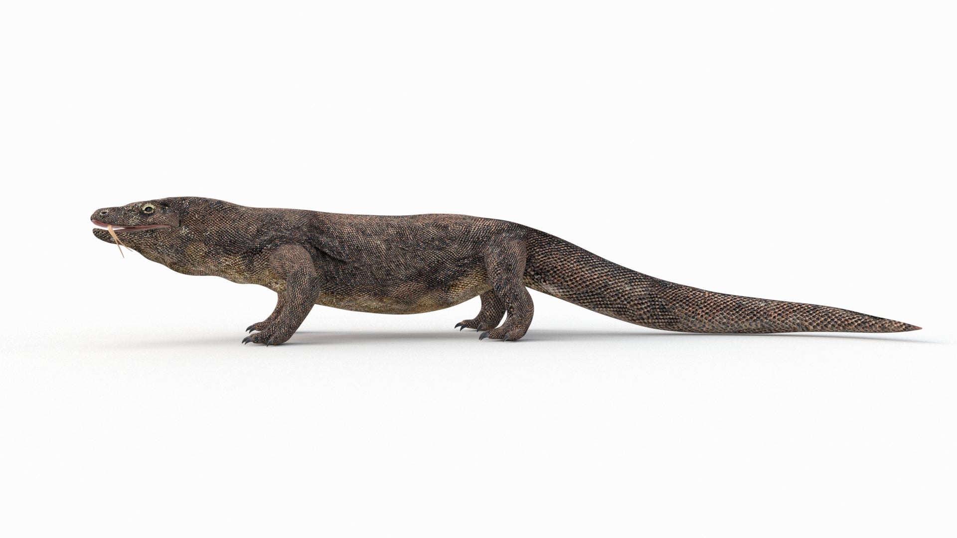 Komodo Dragon 3D Model Rigged - 360 Degree View
