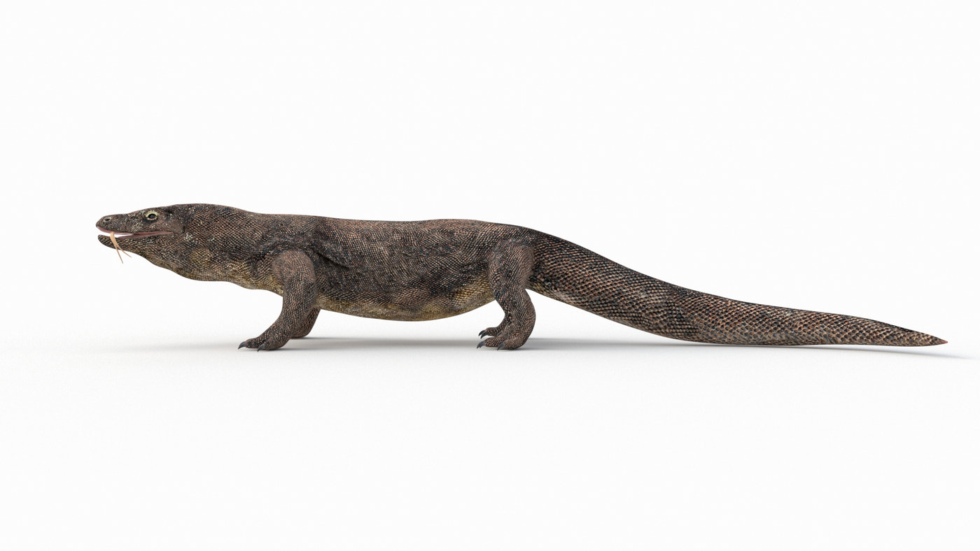 Komodo Dragon 3D Model Rigged - 360 Degree View