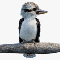 Rigged Kookaburra 3D Model