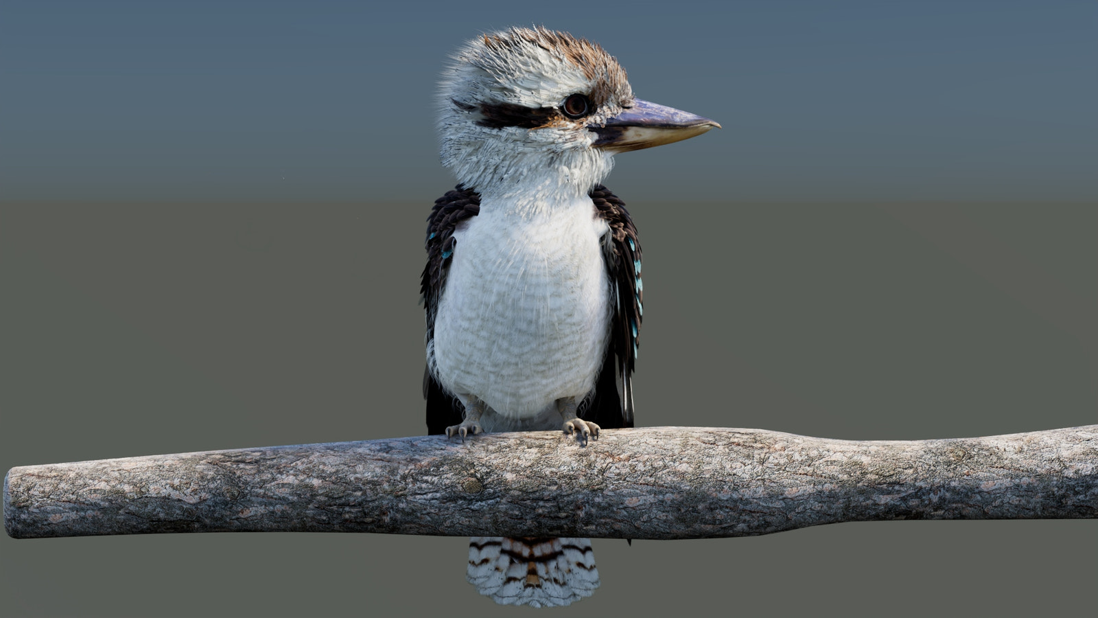 Rigged Laughing Kookaburra 3D Model 