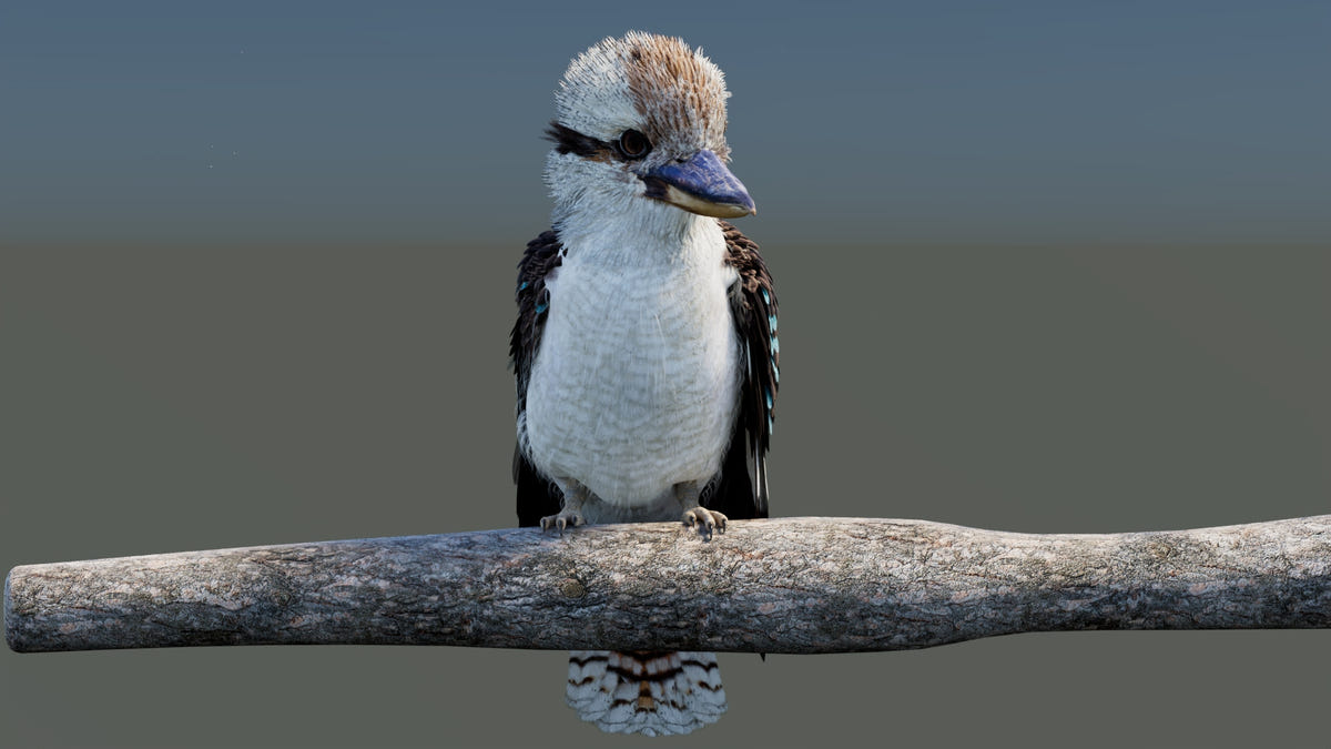 Rigged Laughing Kookaburra 3D Model 