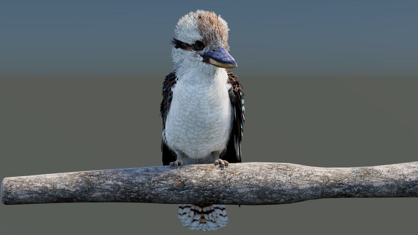 Rigged Laughing Kookaburra 3D Model 
