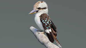 Rigged Kookaburra 3D Model Thumbnail