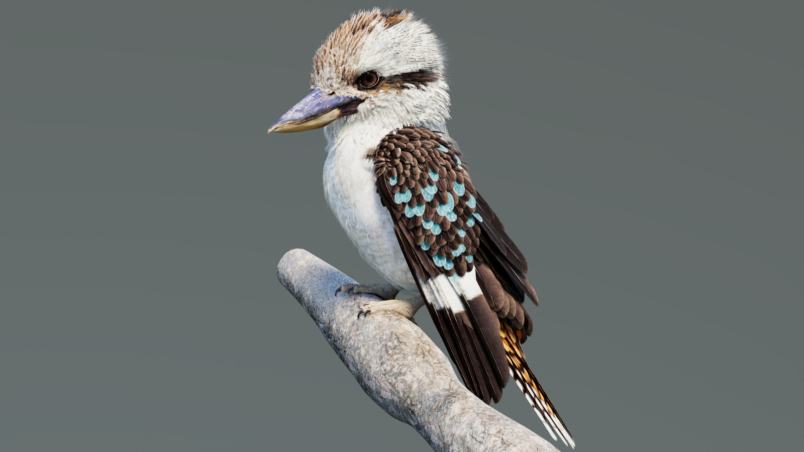 Rigged Kookaburra 3D Model