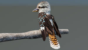Rigged Kookaburra 3D Model Thumbnail