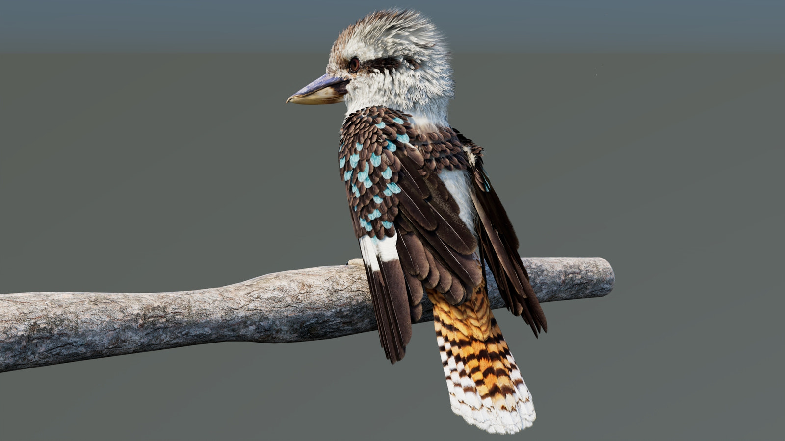 Rigged Kookaburra 3D Model
