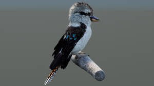 Rigged Kookaburra 3D Model Thumbnail