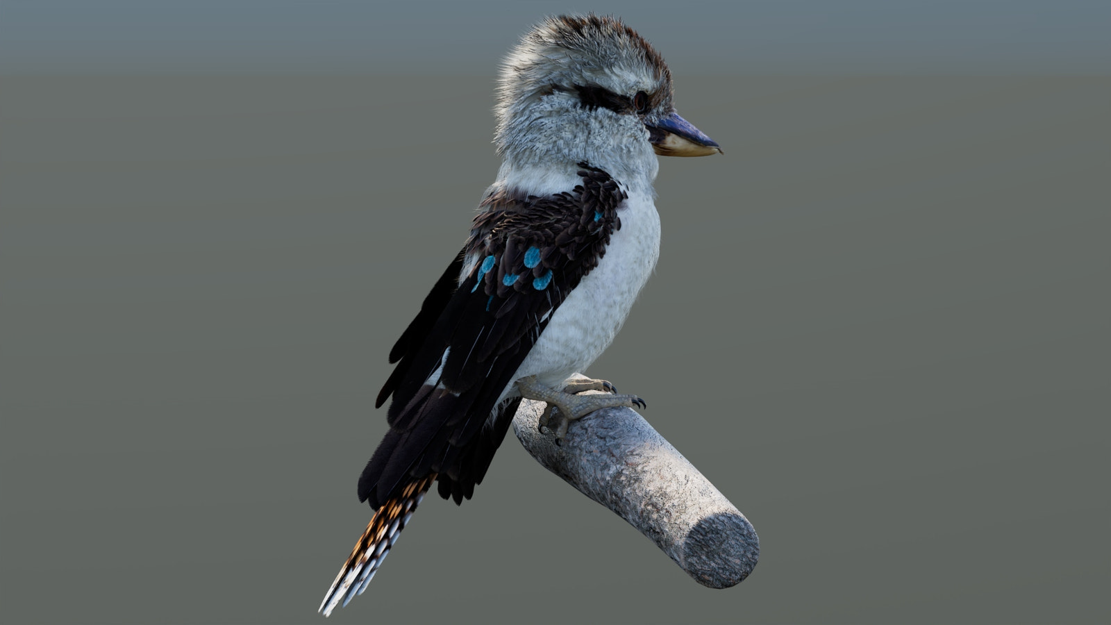 Rigged Kookaburra 3D Model