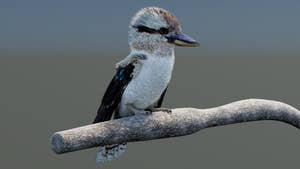 Rigged Kookaburra 3D Model Thumbnail