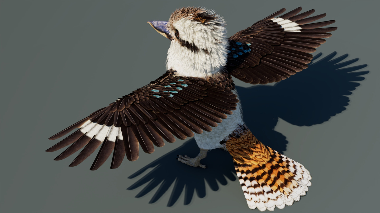 Rigged Kookaburra 3D Model