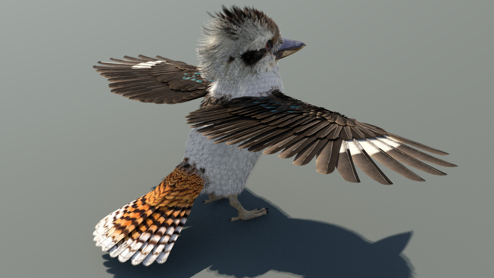 Rigged Kookaburra 3D Model