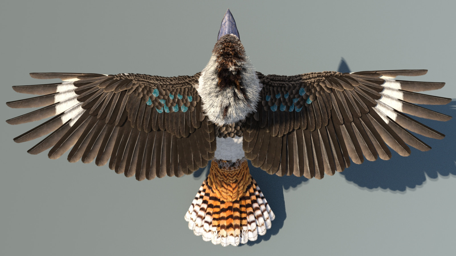 Rigged Kookaburra 3D Model