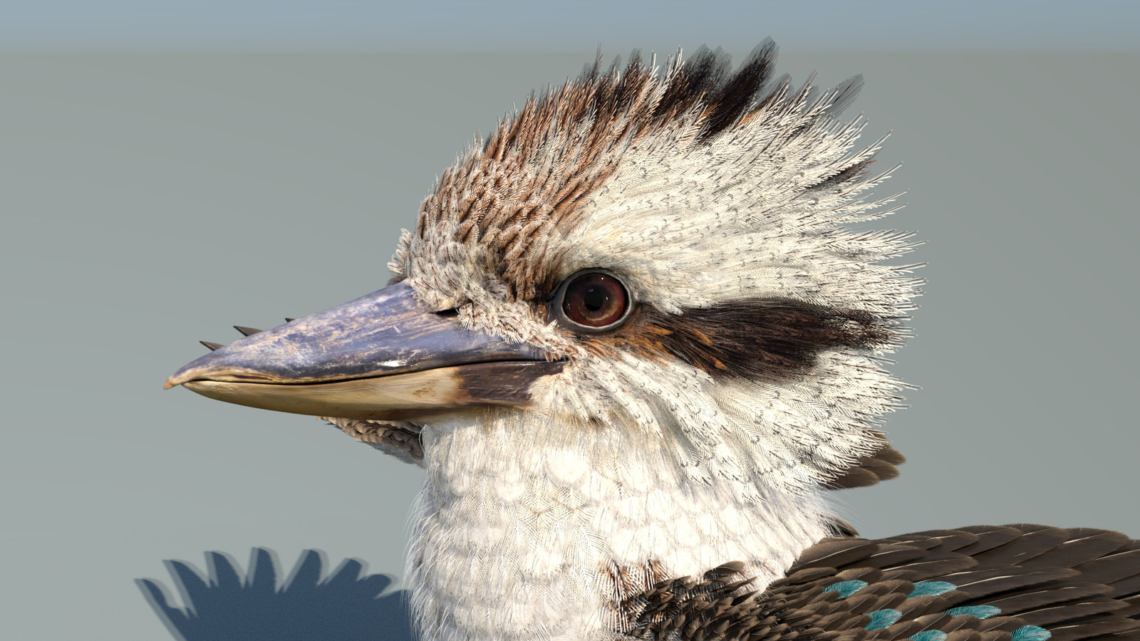 Rigged Kookaburra 3D Model