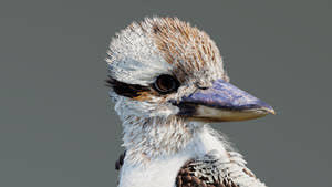 Rigged Kookaburra 3D Model Thumbnail