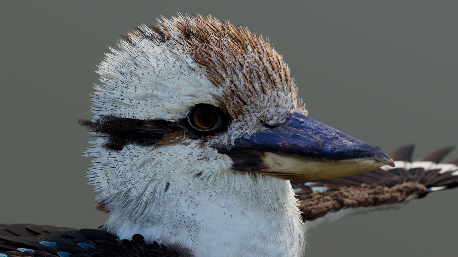 Rigged Kookaburra 3D Model