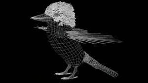 Rigged Kookaburra 3D Model Thumbnail