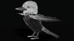 Rigged Kookaburra 3D Model Thumbnail
