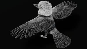 Rigged Kookaburra 3D Model Thumbnail