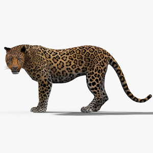 Leopard Rigged 3D Model for Download Thumbnail
