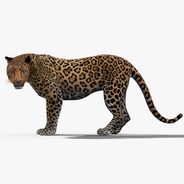 Leopard Rigged 3D Model