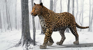 Realistic Rigged Leopard 3D Model for Download Thumbnail
