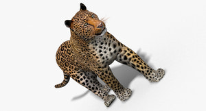 Realistic Leopard 3D Model CAT Rigged For download Thumbnail