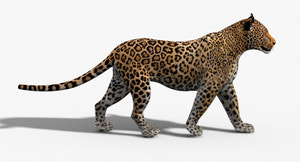 Realistic Leopard 3D Model CAT Rigged For download Thumbnail