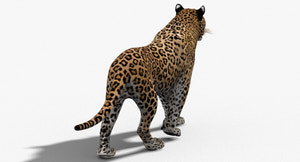 Realistic Leopard 3D Model CAT Rigged For download Thumbnail