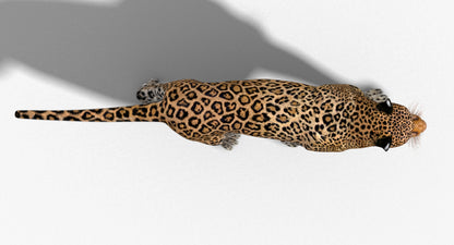 Leopard Rigged 3D Model