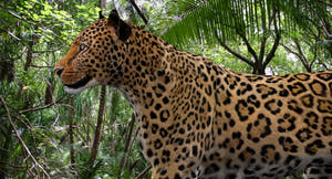 Realistic Leopard 3D Model CAT Rigged For download Thumbnail