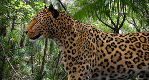 Realistic Leopard 3D Model CAT Rigged For download Thumbnail