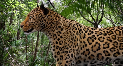 Leopard Rigged 3D Model