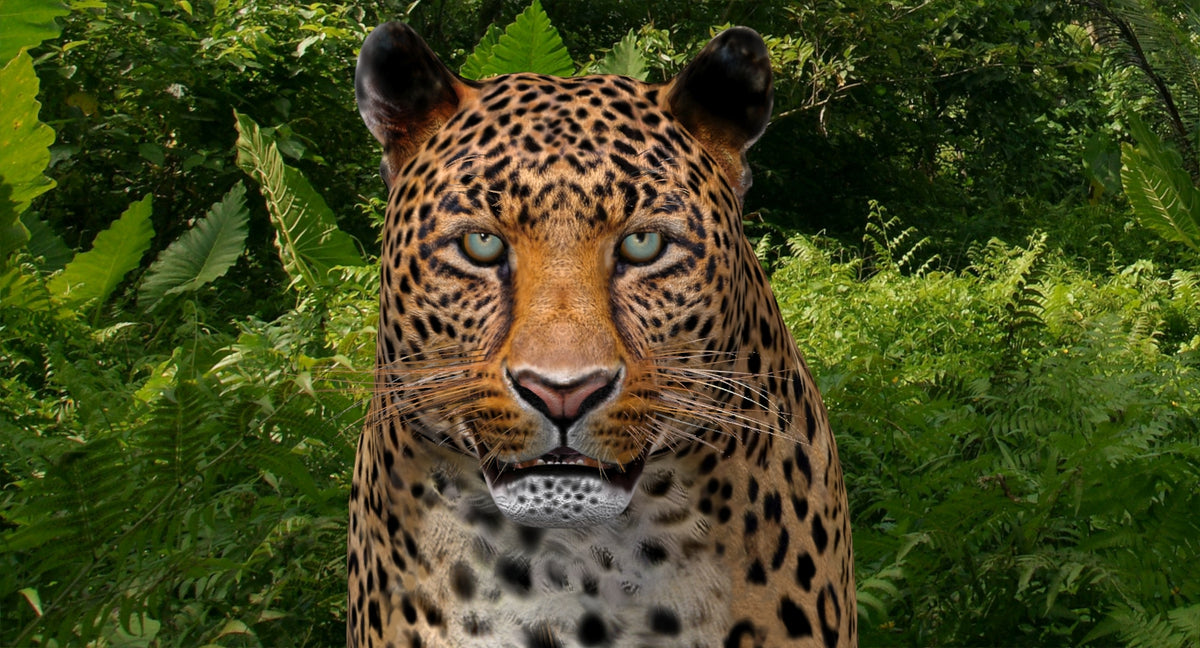 Realistic Leopard 3D Model CAT Rigged For download