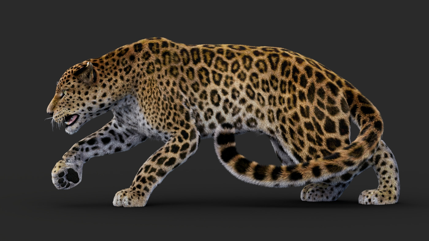 Rigged Leopard 3D Model Fur - 360 Degree View