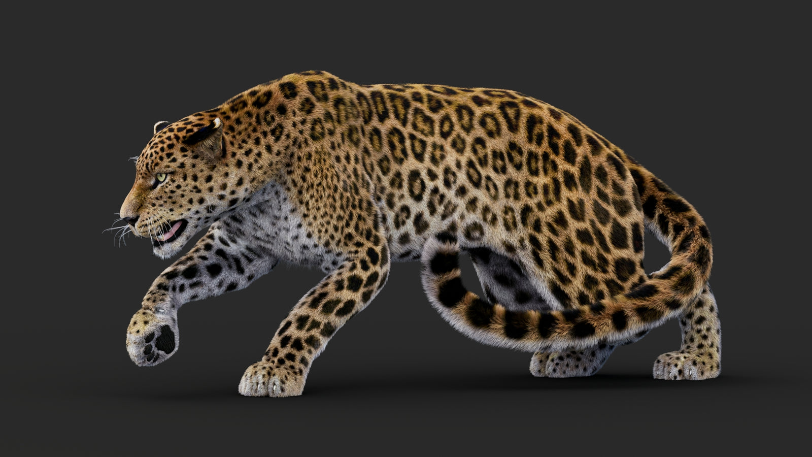 Rigged Leopard 3D Model Fur 360° view 1 frame 3