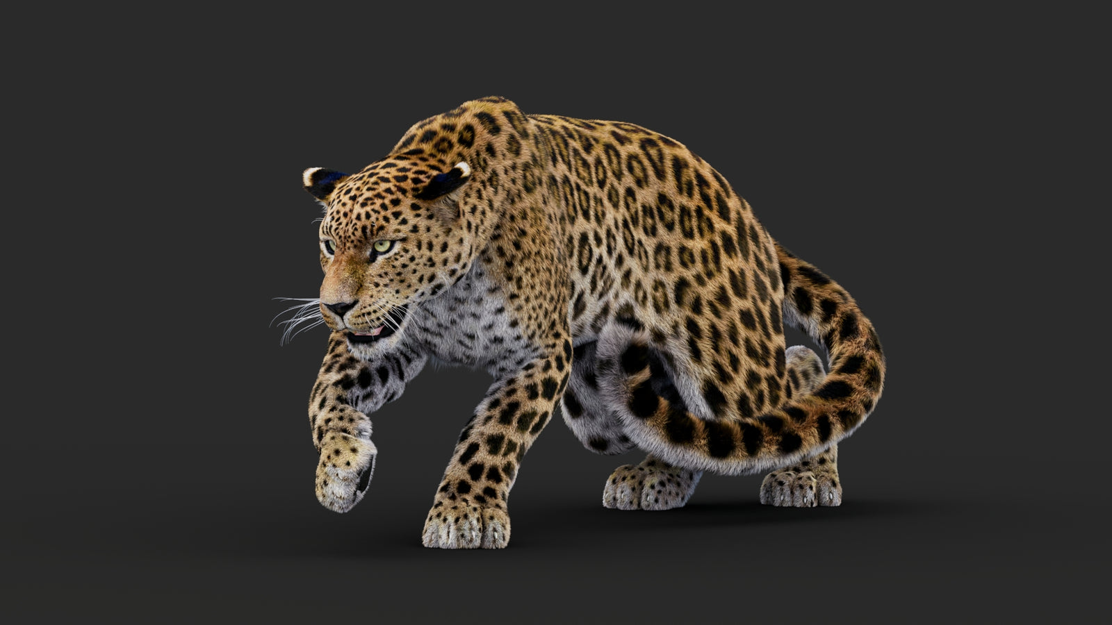 Rigged Leopard 3D Model Fur 360° view 1 frame 6