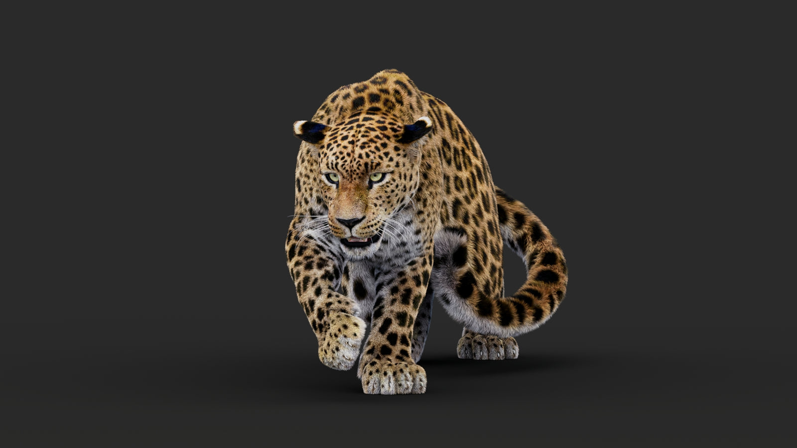 Rigged Leopard 3D Model Fur 360° view 1 frame 8