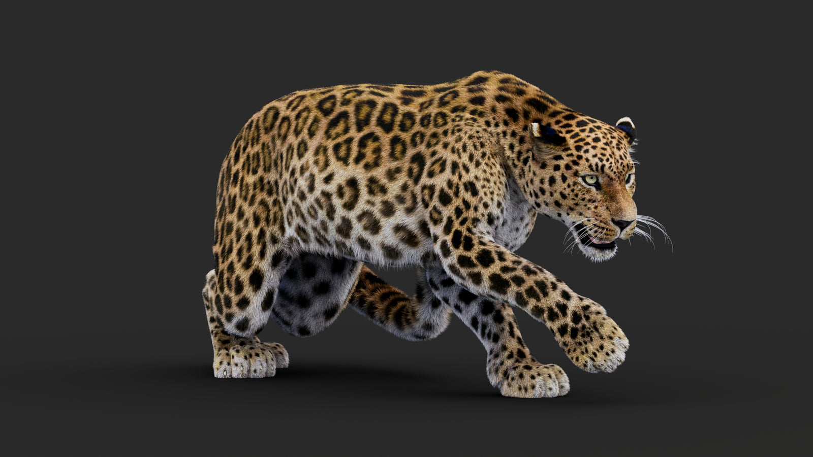 Rigged Leopard 3D Model Fur 360° view 1 frame 13