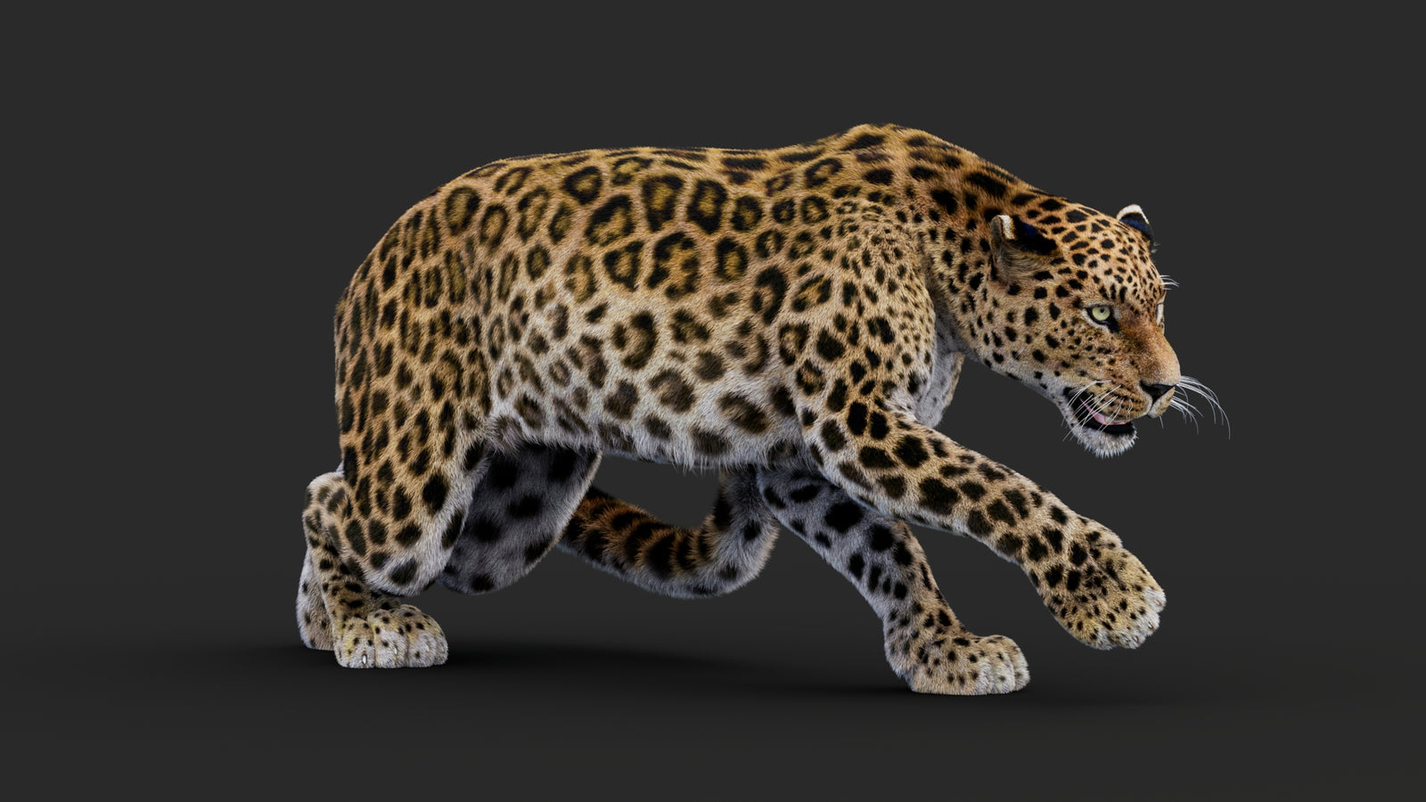 Rigged Leopard 3D Model Fur 360° view 1 frame 14