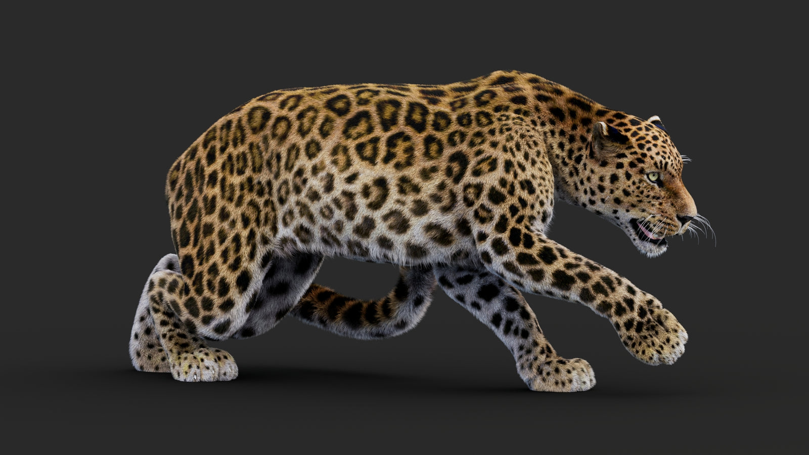 Rigged Leopard 3D Model Fur 360° view 1 frame 15