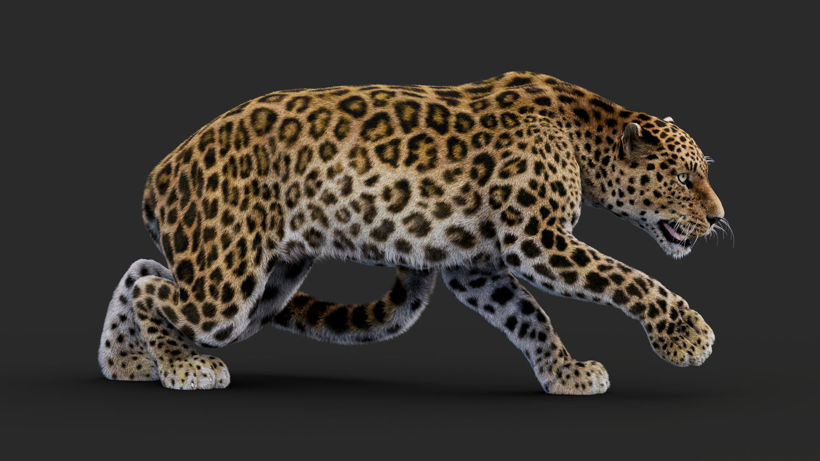 Rigged Leopard 3D Model Fur 360° view 1 frame 16
