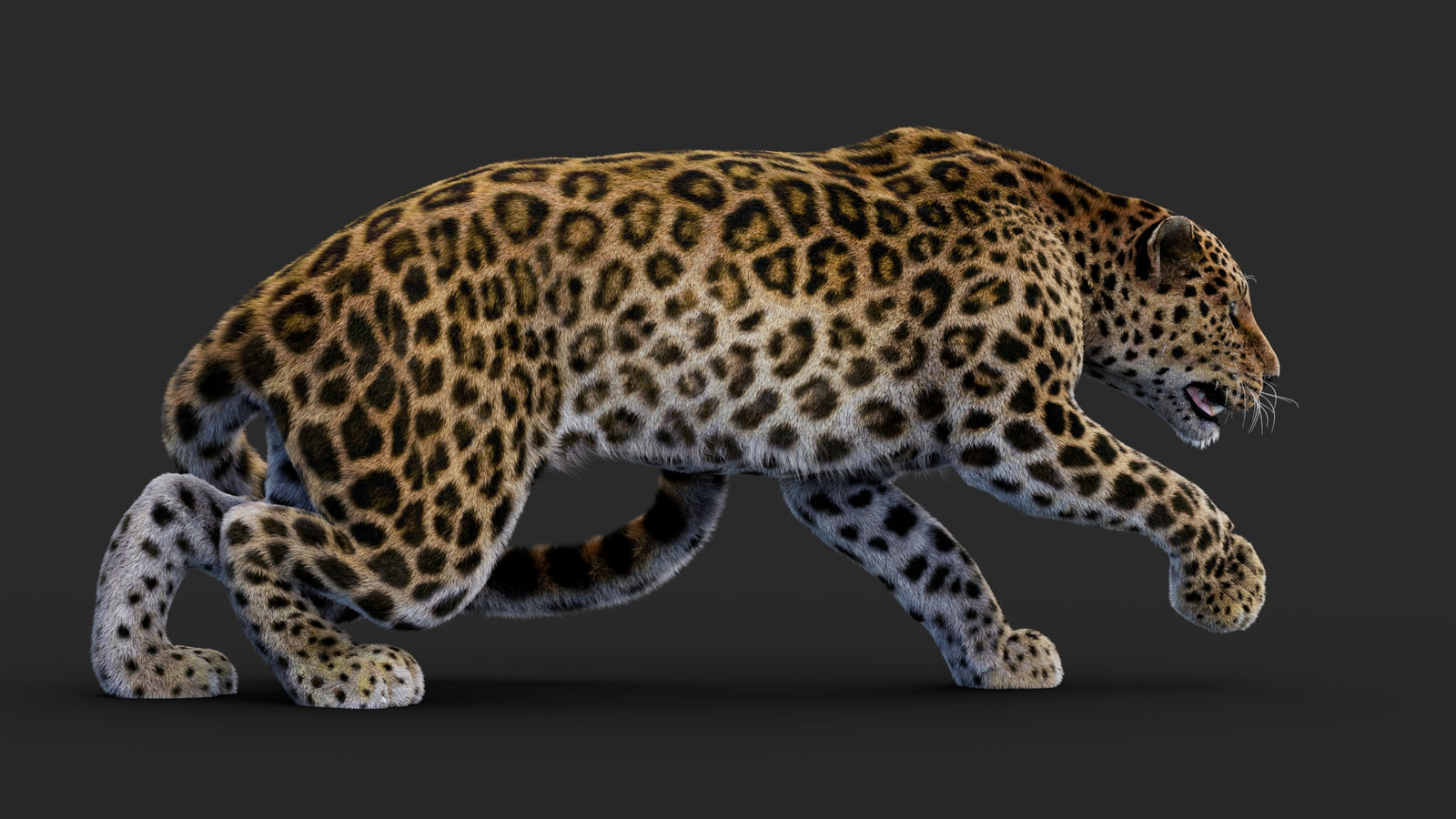 Rigged Leopard 3D Model Fur 360° view 1 frame 19