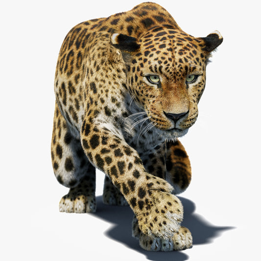 Rigged Leopard 3D Model Fur