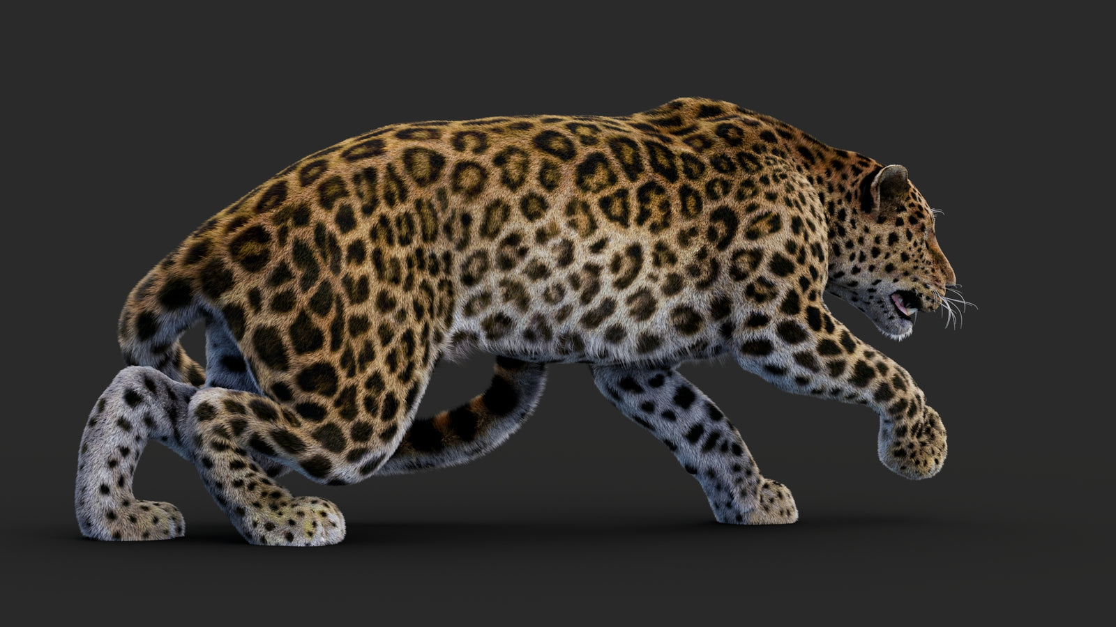 Rigged Leopard 3D Model Fur 360° view 1 frame 20